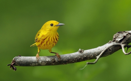 Bird - summer, pasare, bird, cute, yellow, vara, green