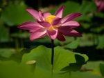 Lotus