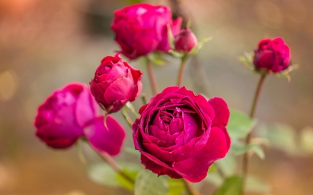 Roses - trandafir, rose, flower, pink