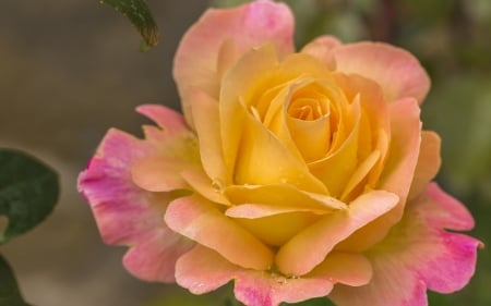 Rose - yellow, trandafir, rose, flower, pink