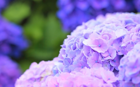 Hydrangea - vara, pink, hydrangea, summer, flower