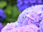 Hydrangea