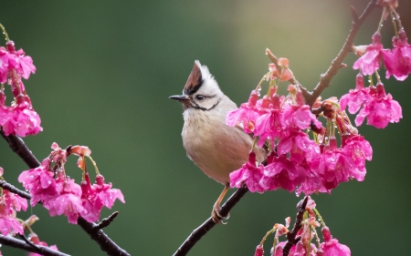 Bird - bird, pasare, spring, flower, pink