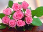 Pink Roses