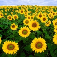 Sunflowers