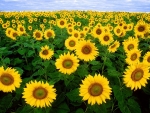 Sunflowers