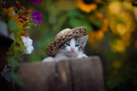 Blue-Eyed Kitten in a Hat - hat, cat, blue eyes, animal, kitten