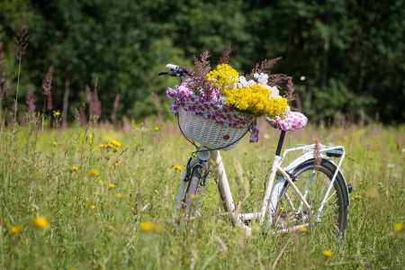 Bike - nature, flowers, bike, photo