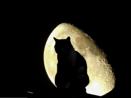 Cat and Moon - moon, cat, photo, shadow