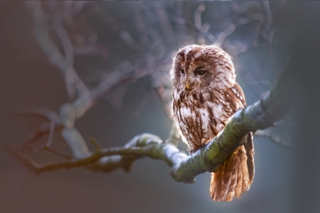 Owl - owl, bird, animal, photo