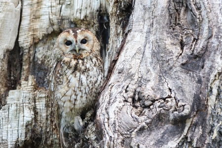 Camouflage - owl, camouflage, animal, photo