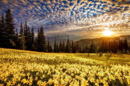 Olympic sun - clouds, olympic, beautiful, sunrise, mountain, flowers, wildflowers, glow, sunset, rays, sun, sky