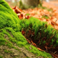 Green Moss and Autumn Leaves