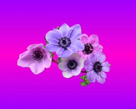 anemone - purple, gizzzi, anemone, flowers, flower