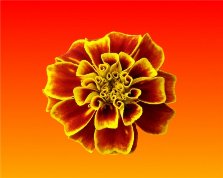 flower - gizzzi, yellow, red, blossom, orange, flower