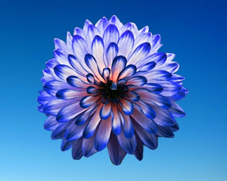 blue flower - sky, gizzzi, blue, flower