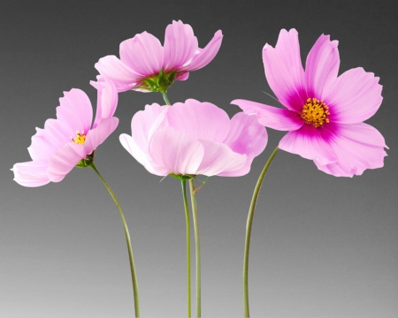 cosmea - gizzzi, grey, flowers, flower, cosmea