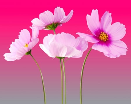 cosmea - gizzzi, flower, pink, cosmea