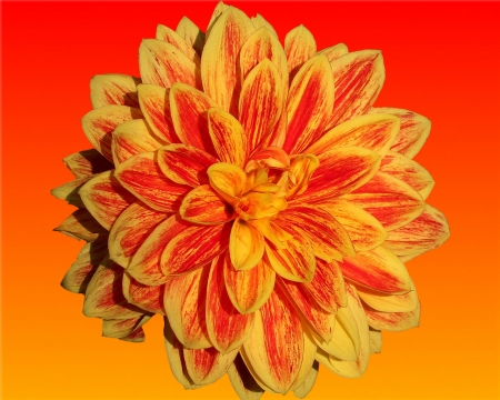 dahlia - dahlia, orange, flower, gizzzi