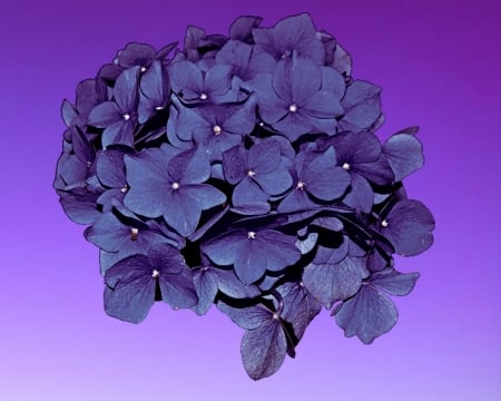 hydrangea - hydrangea, purple, gizzzi, flower