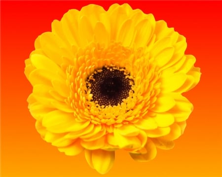 yellow flower - gizzzi, yellow, orange, sunset, flower