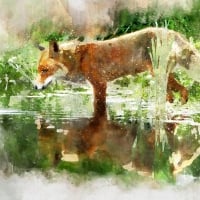 Fox Art