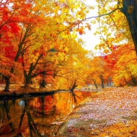 Colorful Autumn Trees in the Park