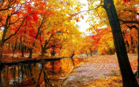 Colorful Autumn Trees in the Park - trees, nature, autumn, lake, forest, leaf, park