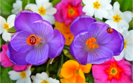 Flowers - hacer, summer, ladybug, flower, pink, orange, colorful, red, crocus, vara