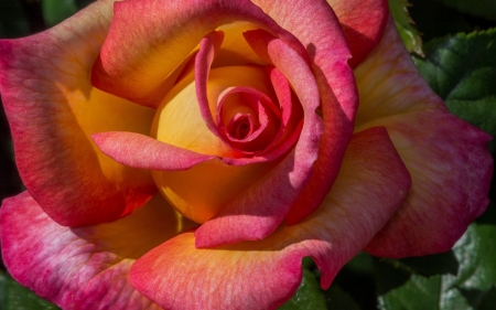 Rose - trandafir, skin, yellow, pink, summer, rose, flower