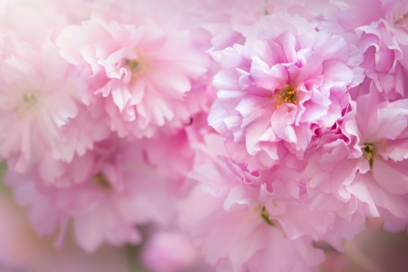 Cherry blossom - cherry blossom, sakura, pink, spring, flower