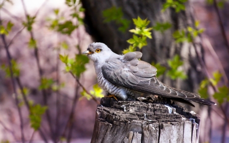 Cockoo - cuckoo, pink, green, cuc, pasare, bird