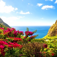 BOUGAINVILLEA at SUMMER from CARIBBEAN ISLAND