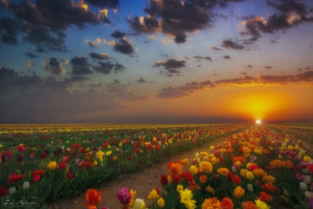 Spring Tulips on a Sunset - nature, sky, clouds, tulips, field, spring