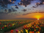 Spring Tulips on a Sunset