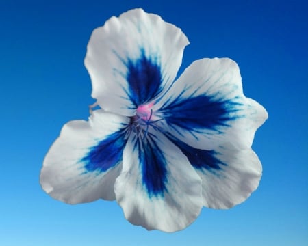 Geranium - sky, gizzzi, blue, geranium, flower