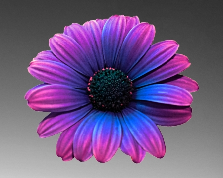 Gerbera - gizzzi, gerbera, grey, flower