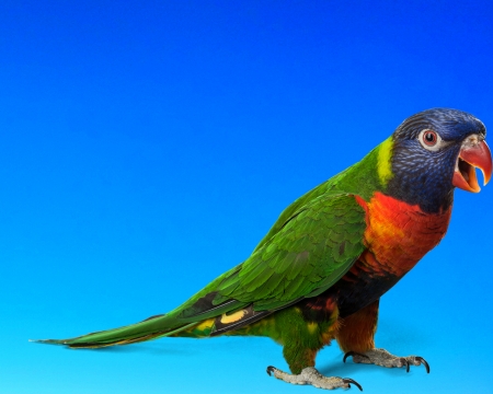 Parrot - sky, gizzzi, blue, parrot, bird