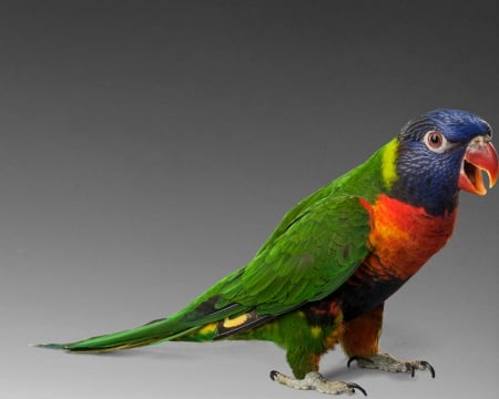 Parrot - bird, grey, gizzzi, Parrot