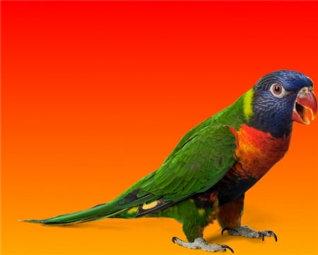 Parrot - gizzzi, parrot, orange, sunset, bird