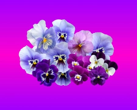 pansy - pansy, purple, gizzzi, flowers, flower