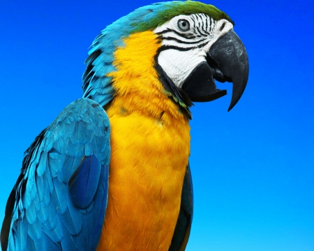 Parrot - sky, gizzzi, yellow, parrot, blue, bird