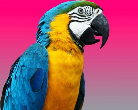 Parrot - bird, gizzzi, yellow, blue, parrot, pink