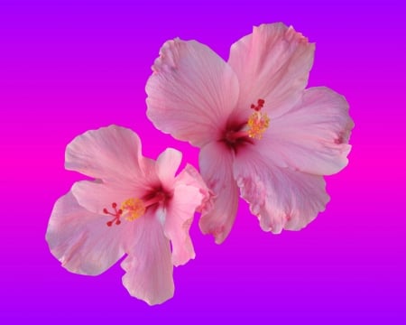 pink hibiscus - hibiscus, purple, gizzzi, pink, flower