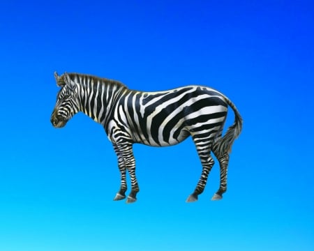 zebra - zebra, gizzzi, blue, sky