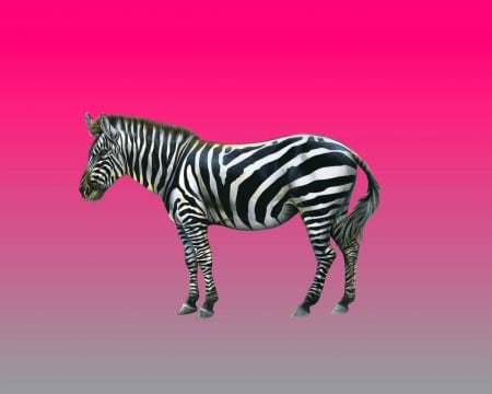 zebra - white, zebra, gizzzi, pink, black