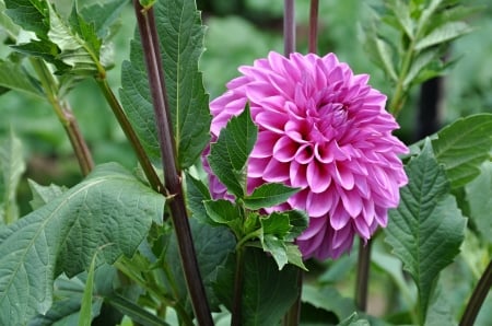 Beautiful flower - one, flower, purple, garden