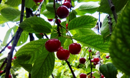 Cherry Trees - nature, red, tree, cherry