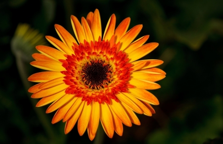 Orange flower - orange, one, wonderful, flower