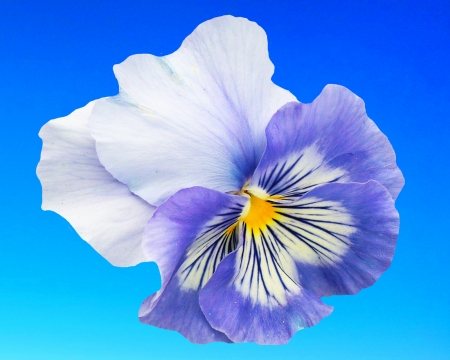 pansy - sky, flower, pansy, gizzzi, blue